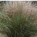 Miskant chiński - Miscanthus sinensis 'Ferner Osten' ROŚLINY