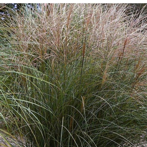 Miskant chiński - Miscanthus sinensis 'Ferner Osten' ROŚLINY