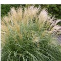 Miskant chiński- Miscanthus sinensis 'Herman Mussel' ROŚLINY