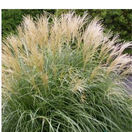 Miskant chiński- Miscanthus sinensis 'Herman Mussel' ROŚLINY