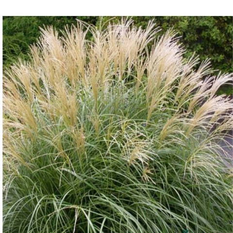 Miskant chiński- Miscanthus sinensis 'Herman Mussel' ROŚLINY