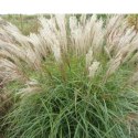 Miskant chiński- Miscanthus sinensis 'Herman Mussel' ROŚLINY