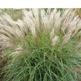 Miskant chiński- Miscanthus sinensis 'Herman Mussel' ROŚLINY