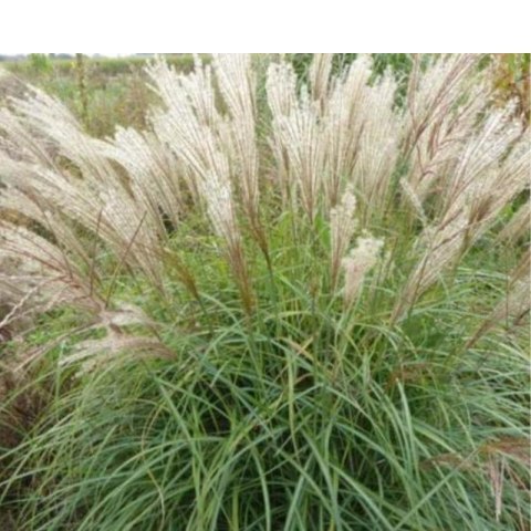 Miskant chiński- Miscanthus sinensis 'Herman Mussel' ROŚLINY