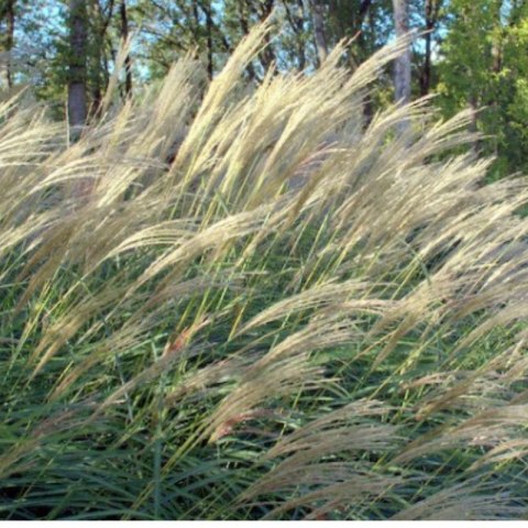 Miskant chiński- Miscanthus sinensis 'Herman Mussel' ROŚLINY