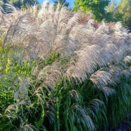 Miskant chiński- Miscanthus sinensis 'Memory' ROŚLINY