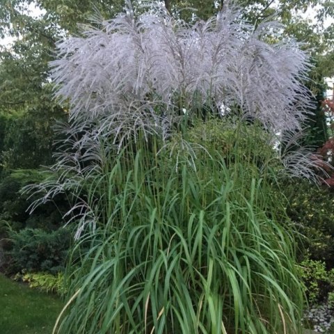Miskant chiński- Miscanthus sinensis 'Memory' ROŚLINY