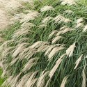 Miskant chiński -Miscanthus sinensis 'Silberfeder' ROŚLINY