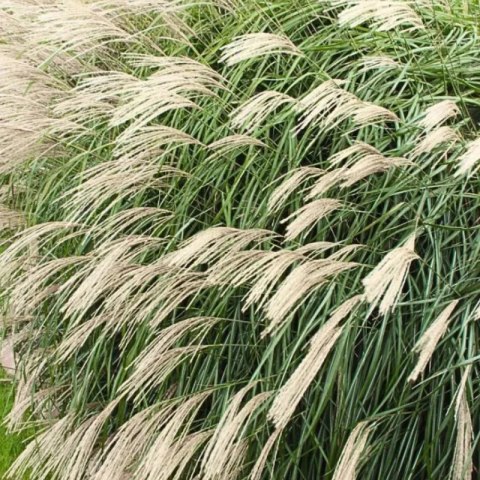 Miskant chiński -Miscanthus sinensis 'Silberfeder' ROŚLINY