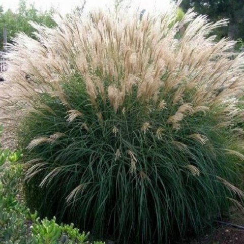 Miskant chiński -Miscanthus sinensis 'Silberfeder' ROŚLINY