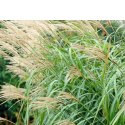 Miskant chiński -Miscanthus sinensis 'Silberfeder' ROŚLINY