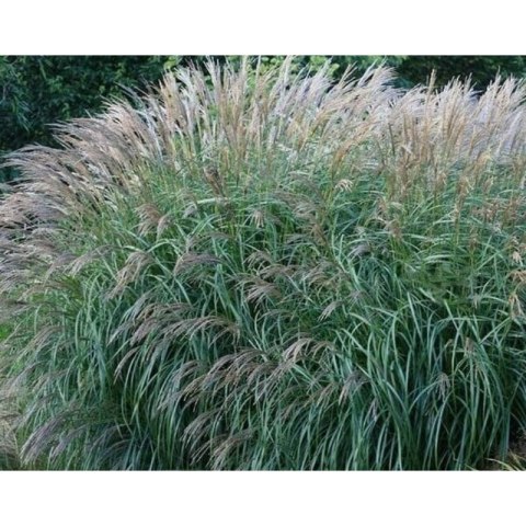 Miskant chiński - Miscanthus sinensis 'Yakushima Dwarf' ROŚLINY