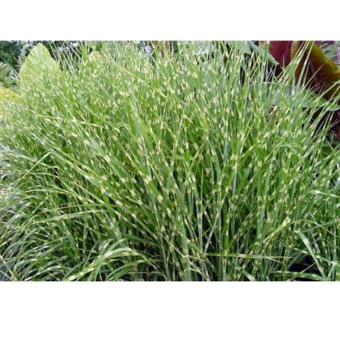 Miskant chiński - Miscanthus sinensis 'Zebrinus' ROŚLINY