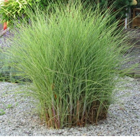 Miskant chiński 'Morning Light', Miscanthus sinensis ROŚLINY
