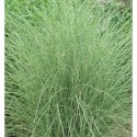 Miskant chiński 'Morning Light', Miscanthus sinensis ROŚLINY