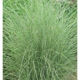 Miskant chiński 'Morning Light', Miscanthus sinensis ROŚLINY