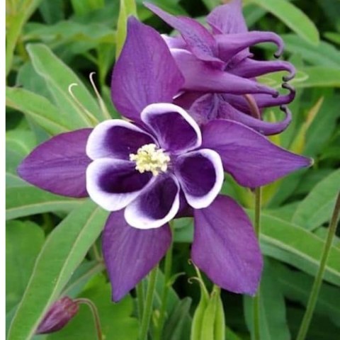 Orlik pospolity 'Winky Purple White', Aquilegia vulgaris ROŚLINY