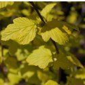 Pęcherznica kalinolistna - Physocarpus opulifolius 'Dart's Gold' ROŚLINY