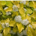 Pęcherznica kalinolistna - Physocarpus opulifolius 'Dart's Gold' ROŚLINY
