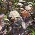 Pęcherznica kalinolistna - Physocarpus opulifolius 'Diable D'or' ROŚLINY