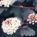 Pęcherznica kalinolistna - Physocarpus opulifolius 'Diable D'or' ROŚLINY
