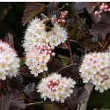 Pęcherznica kalinolistna - Physocarpus opulifolius 'Diable D'or' ROŚLINY