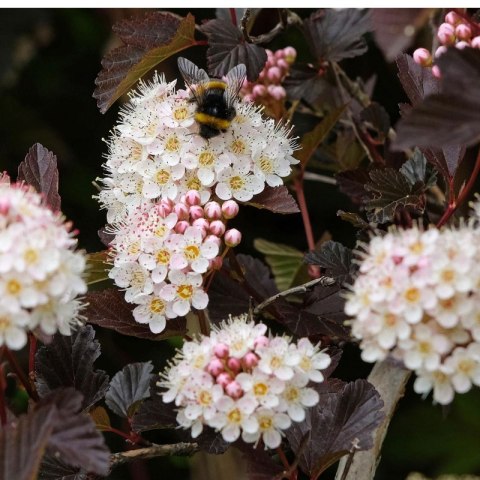 Pęcherznica kalinolistna - Physocarpus opulifolius 'Diable D'or' ROŚLINY