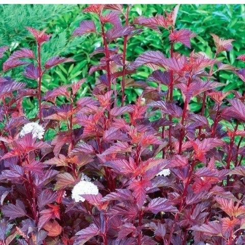 Pęcherznica kalinolistna - Physocarpus opulifolius 'Diable D'or' ROŚLINY