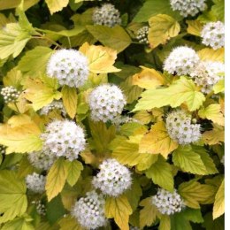 Pęcherznica kalinolistna - Physocarpus opulifolius 'Luteus' ROŚLINY