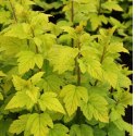 Pęcherznica kalinolistna - Physocarpus opulifolius 'Luteus' ROŚLINY