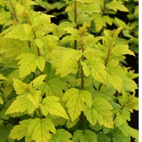 Pęcherznica kalinolistna - Physocarpus opulifolius 'Luteus' ROŚLINY