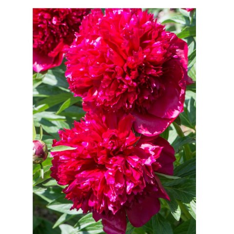 Piwonia chińska - Paeonia lactiflora 'Big Ben' ROŚLINY