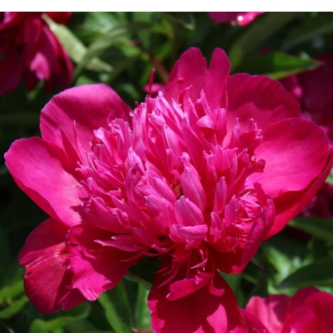 Piwonia chińska - Paeonia lactiflora 'Big Ben' ROŚLINY