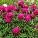 Piwonia chińska - Paeonia lactiflora 'Big Ben' ROŚLINY