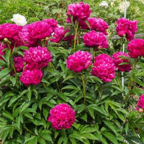 Piwonia chińska - Paeonia lactiflora 'Big Ben' ROŚLINY