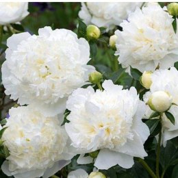 Piwonia drzewiasta - Paeonia suffruticosa 'Xue Ta' ROŚLINY
