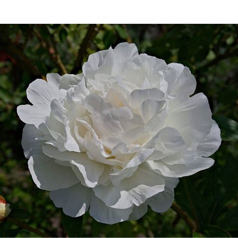 Piwonia drzewiasta - Paeonia suffruticosa 'Xue Ta' ROŚLINY