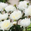 Piwonia drzewiasta - Paeonia suffruticosa 'Xue Ta' ROŚLINY