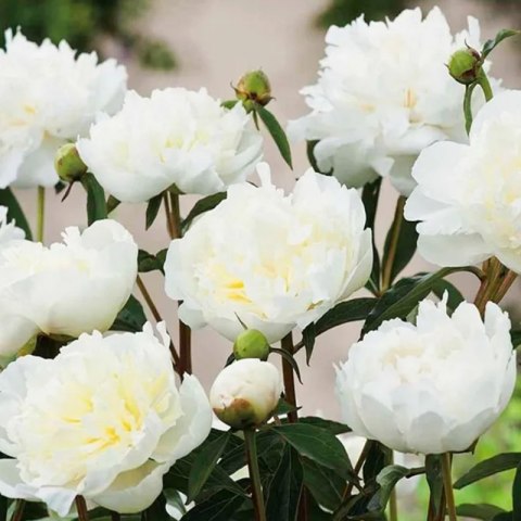 Piwonia drzewiasta - Paeonia suffruticosa 'Xue Ta' ROŚLINY
