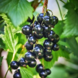 Porzeczka czarna - Ribes nigrum 'Triton' ROŚLINY
