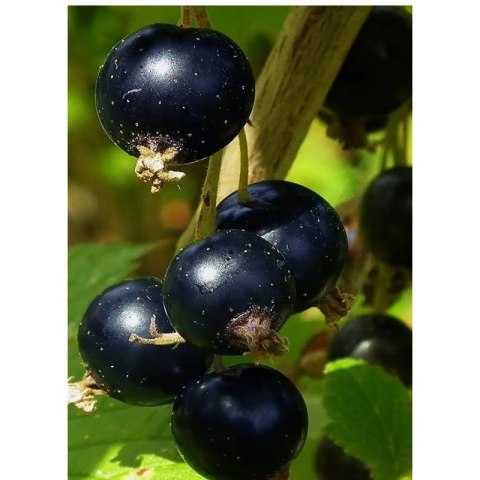Porzeczkoagrest 'Josta', Ribes ROŚLINY