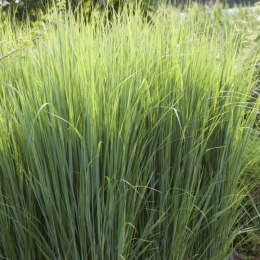 Proso Rózgowate - Panicum Virgatum 'Northwind' ROŚLINY