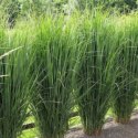 Proso Rózgowate - Panicum Virgatum 'Northwind' ROŚLINY