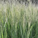 Proso Rózgowate - Panicum Virgatum 'Northwind' ROŚLINY