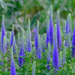 Przetacznik Kłosowy - Veronica Spicata 'High Five' ROŚLINY