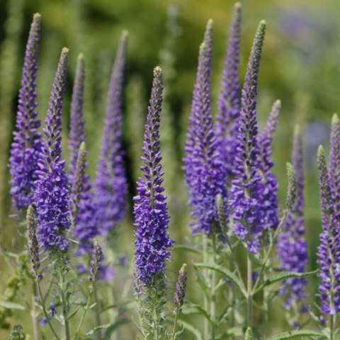Przetacznik Kłosowy - Veronica Spicata 'High Five' ROŚLINY