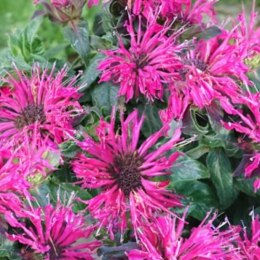 Pysznogłówka - Monarda Didyma 'Cranberry Lace' ROŚLINY