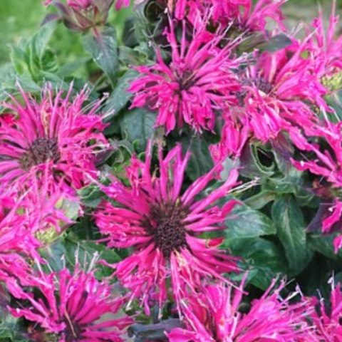 Pysznogłówka - Monarda Didyma 'Cranberry Lace' ROŚLINY