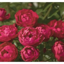 Róża polyantha - czerwona ROŚLINY