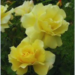 Róża polyantha - żółta ROŚLINY